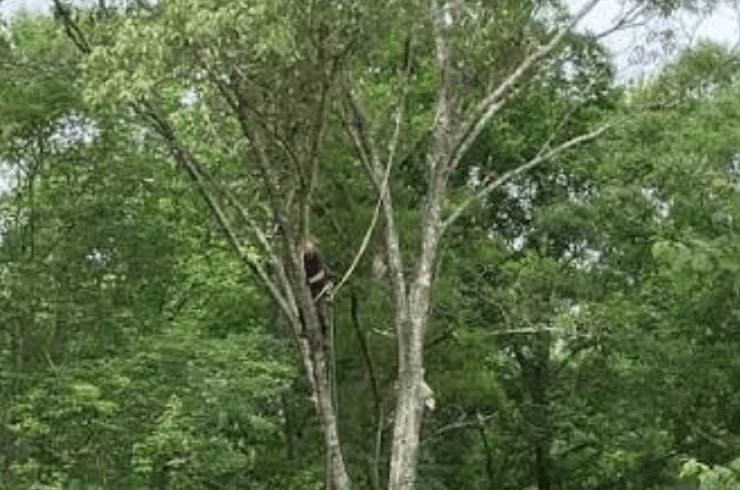 Top Notch Tree Care